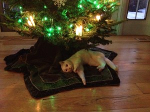 Abby under tree 2013 002